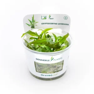 Usteris Wasserkelch, Cryptocoryne usteriana, In Vitro Markenware